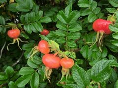 �c�씨���̃n�}�i�X�̎ʐ^1