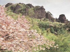 霊山の山桜の写真1