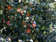 ���ۂ̐�{�ւ̎ʐ^1