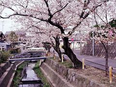 ��m���̍��̎ʐ^1