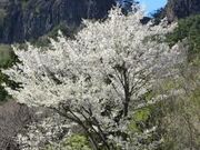 ��R�̎R���̎ʐ^2