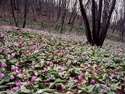 ���t���R������������̗��̎ʐ^1