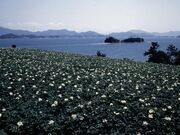 ԍC݂ƂႪ̉Ԃ̎ʐ^1