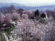 鍋倉公園の桜の写真2