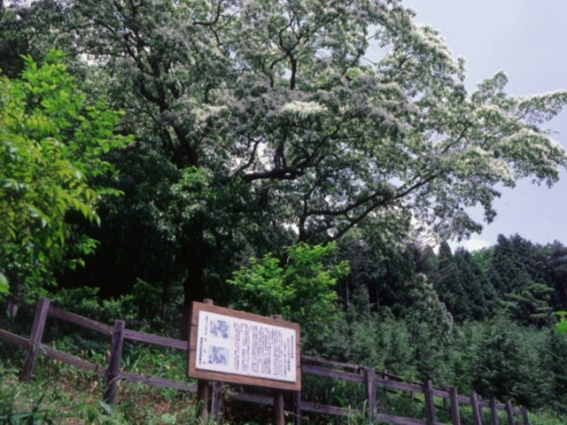 �q�g�c�o�^�S�����n�̎ʐ^1