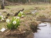 ���a�c�̐��m�Ԃ̎ʐ^1