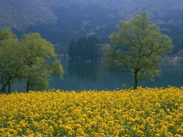 �k���΂̃{�[�g