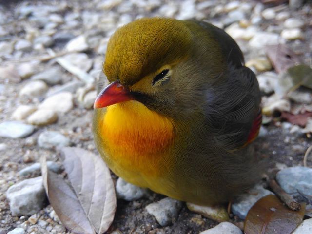 ���V�h�@�������ف@���{��