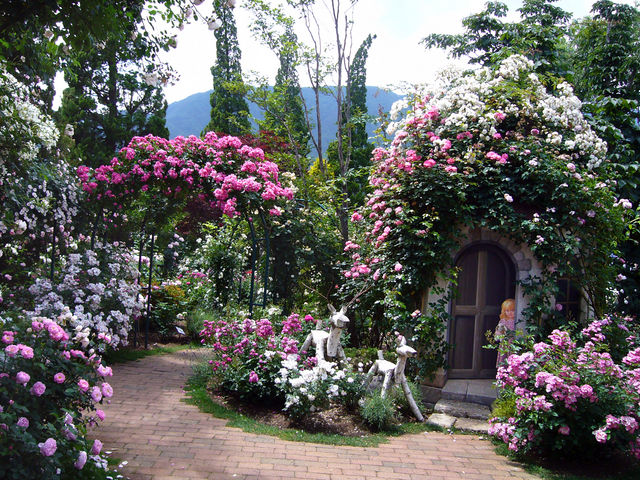 �U���ɍŐ������}���郍�[�Y�K�[�f��_�͌��� ���y�ƐX�̔��p��