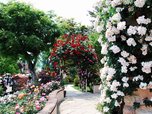 �o���̍��肪�������߂�ٓ�_�͌��� ���y�ƐX�̔��p��