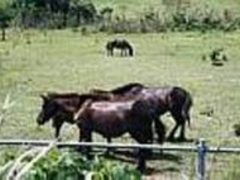 トカラ馬牧場 アクセス 営業時間 料金情報 じゃらんnet