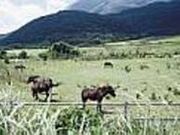 �g�J���n�q��̎ʐ^1