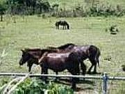 �g�J���n�q��̎ʐ^2