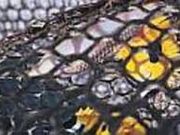 Cľ@TojN[YΊ_̎ʐ^1