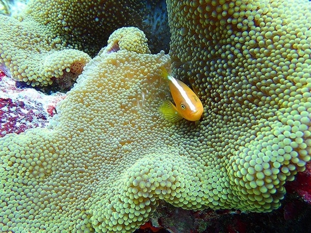 Marine�@Service�@FAMILLE