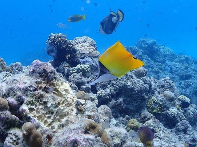 Marine�@Service�@FAMILLE