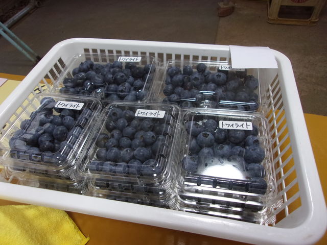 �p�b�N�l�ߔ̔��B_�^�s���u���[�x���[��