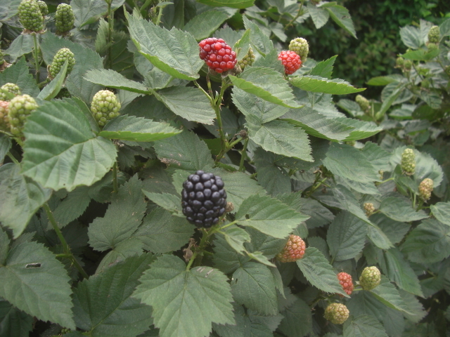 �u���b�N�x���[�B_�^�s���u���[�x���[��