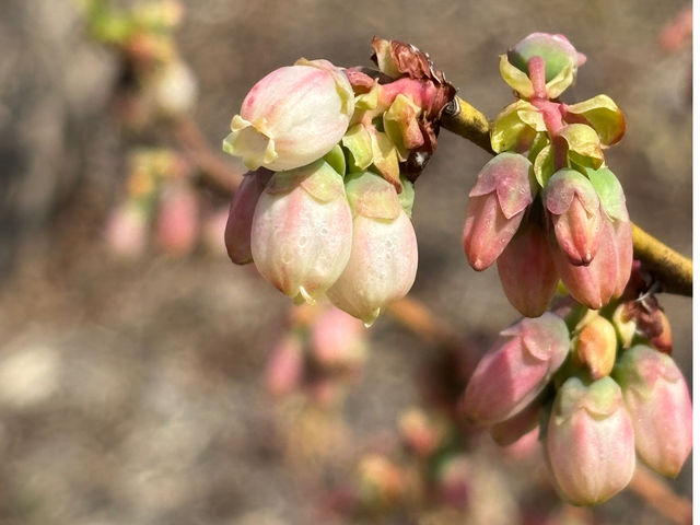 3���@�u���[�x���[�̉Ԃ��炫�͂��߂܂��B_�^�s���u���[�x���[��