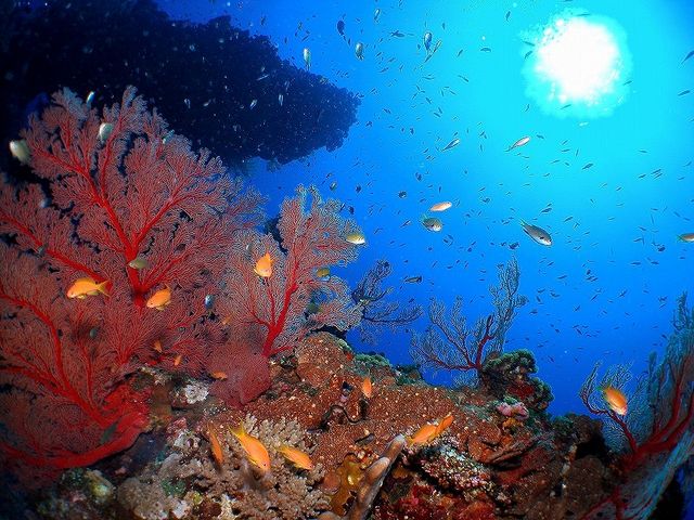 u[ɐԂƃIWF̐̃RgXgY_NmX@I[V@tB[h