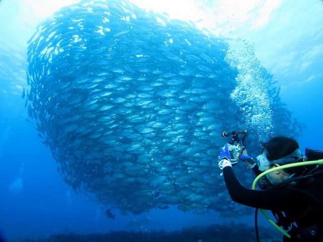 _CrOł̓MKAW̌Q܂I_NmX@I[V@tB[h