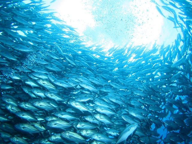 MKAW̃gl[hIꂽ͈łI_NmX@I[V@tB[h