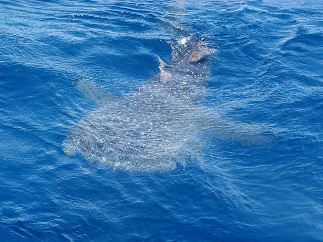 Om|Cgł͓̃WxGU邩IH_NmX@I[V@tB[h