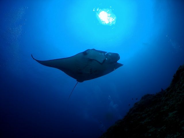 cǊԏł͑啨i}^j鎖o܂I_NmX@I[V@tB[h