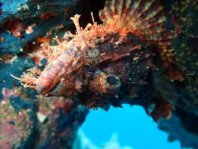 �_�C�r���O�Ȃ�ł͂̋��Ƃ̋������I_�̓��A�@Dive�@�����