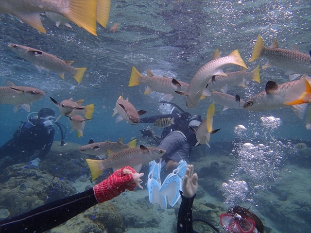 �a����[�����I_�̓��A�@Dive�@�����