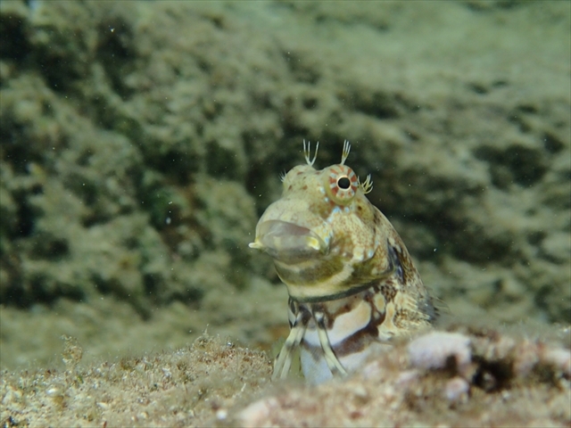 �����ώ@����ƂЂ������_�̓��A�@Dive�@�����