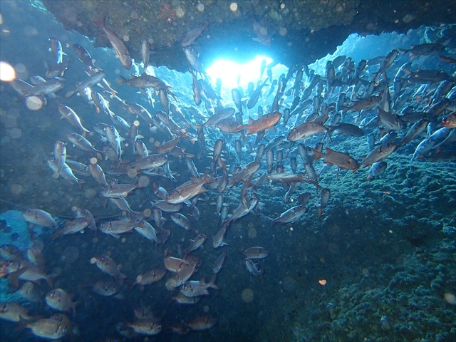 �����z�[�V���[�@�����t�@���_�C�u�́A���A�A�g���l����t_�̓��A�@Dive�@�����