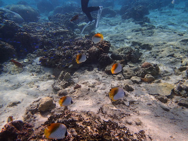 �̓��A�@Dive�@�����