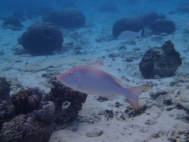 �̓��A�@Dive�@�����