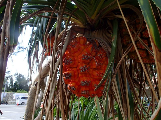 �p�C�i�b�v������Ȃ���I_�̓��A�@Dive�@�����