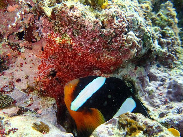 �N�}�m�~�����̐��b�����Ă��܂�_�̓��A�@Dive�@�����