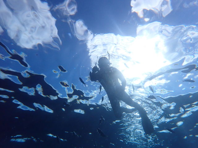 ��̏���j���ł�悤�B_�̓��A�@Dive�@�����