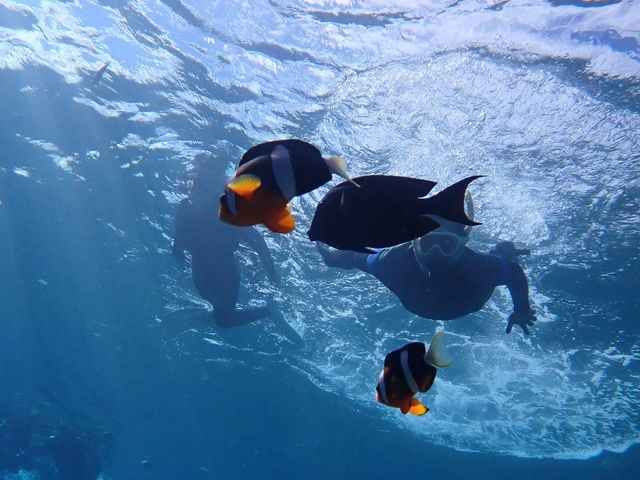 �N�}�m�~�ƈꏏ��_�̓��A�@Dive�@�����