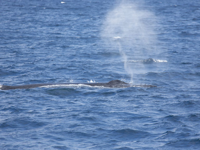 �u���[�B�������B�����ڈ�ɃN�W����T���܂��B_South to South