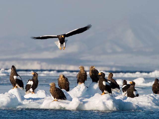 冬にはオオワシ・オジロワシを見に流氷の海へ。_有限会社知床ネイチャークルーズ