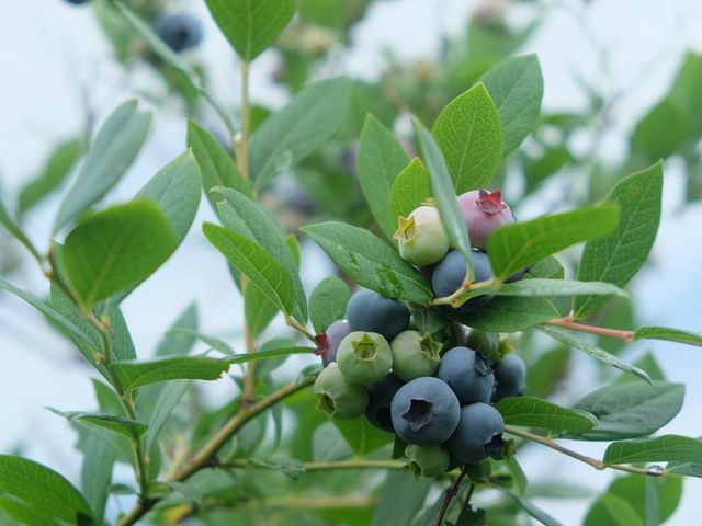 ���������ʎ��̌��������������܂��B_�����u���[�x���[�_��