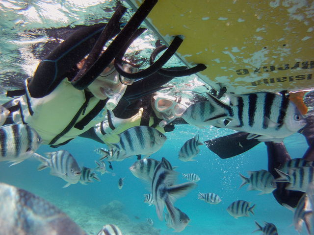 �s���ȕ��̓t���[�g�ɂ��܂��čs���܂��傤�B_�s�i�N���}����