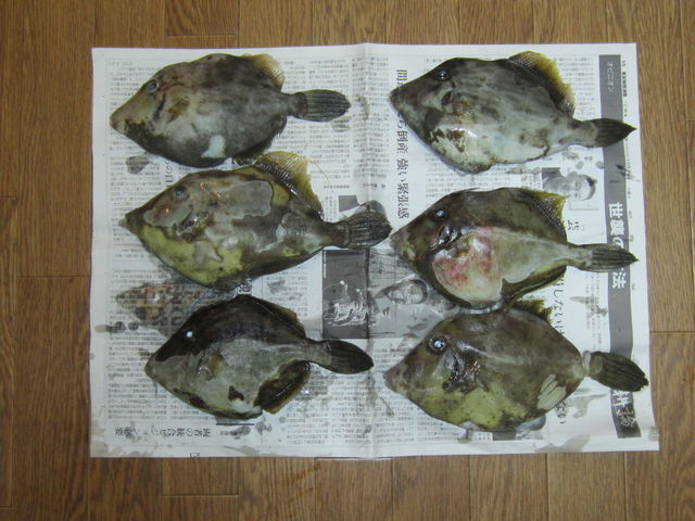 �J���n�M�A����Ȃɒނ����Ⴂ�܂���(^^)v_NPO�@�l���߂Ă̒ނ苳��Ryon