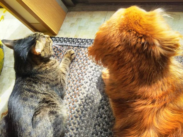 ���z�������҂����Ă���܂��B_�A�g���G��T