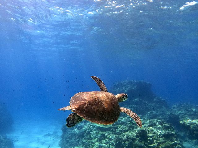 �^���ǂ���΃E�~�K���ɂ����|�C���g�ł���_�c�Ǌ�(�P���})�C�攼���c�A�[���X�@OPG