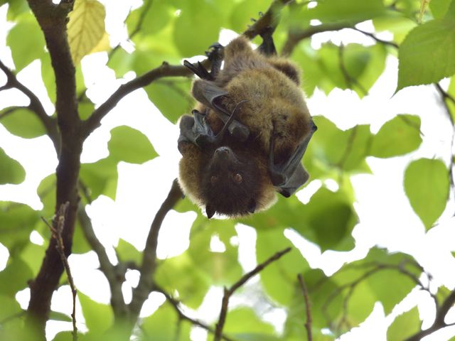 �^���ǂ���΃I�I�R�E�������ώ@�ł��邩���I�H_�J���b�N �C�[�Y