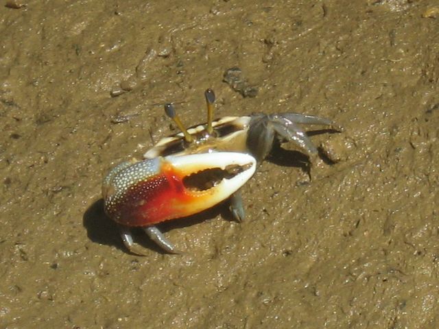 �T�b�v�I�L�i�� �C�[�Y