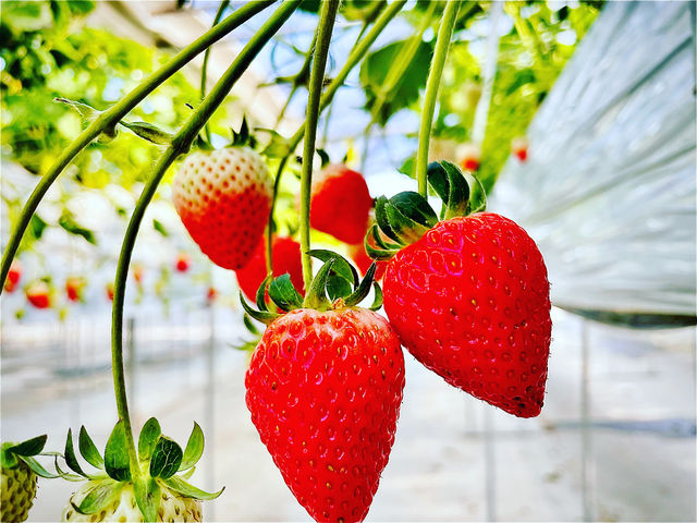 12�����납�炢������肪�X�^�[�g�ł���_��������