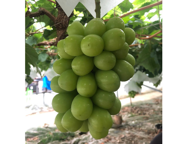 8�����{������V���C���}�X�J�b�g�����s���Ă܂���_��������