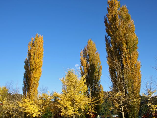 �H�ɂ̓|�v���̋��؂��F�t���܂�_fujisanbike �͌���